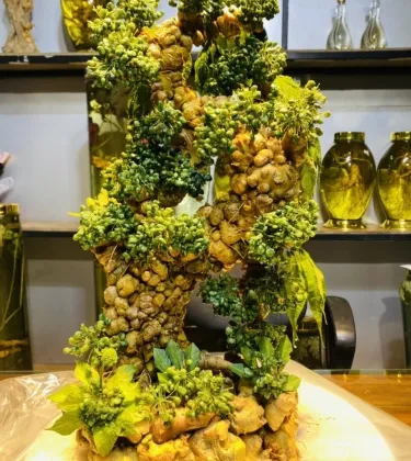 Rượu Sâm Nghệ Thuật 