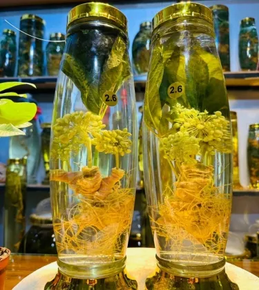 Rượu Sâm Nghệ Thuật 