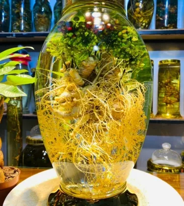 Rượu Sâm Nghệ Thuật 