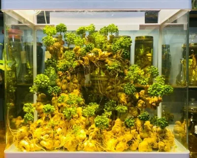 Sâm Ngọc Linh - Hoa Hồng Thảo