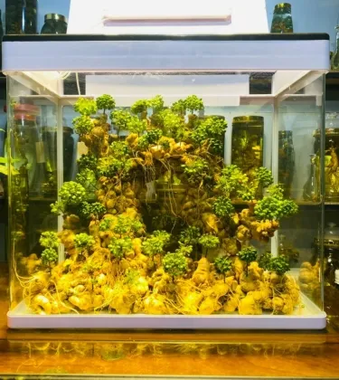 Rượu Sâm Nghệ Thuật 