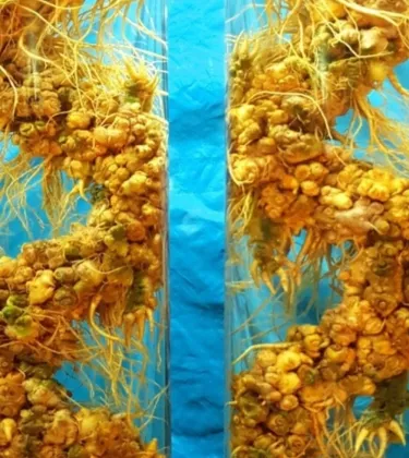 SÂM NGỌC LINH ĐIÊU KHẮC SONG LONG 