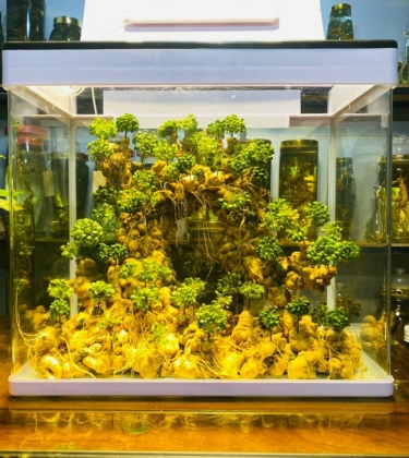 Rượu Sâm Nghệ Thuật