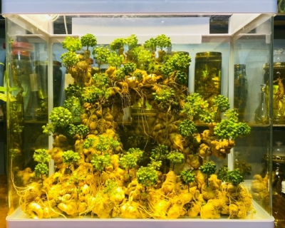 Sâm Ngọc Linh - Hoa Hồng Thảo 